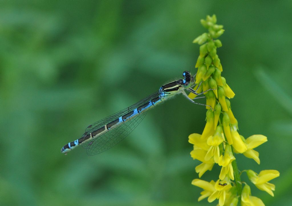 Coenagrionidae: Coenagrion scitulum?    S, femmina!