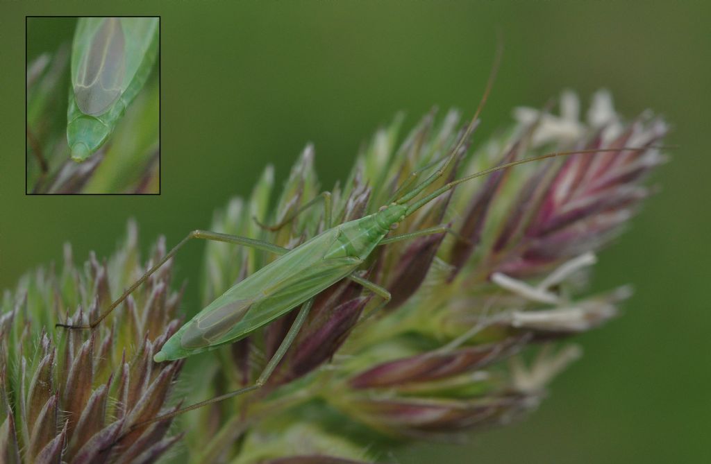 Miridae:    Megaloceroea recticornis, femmina