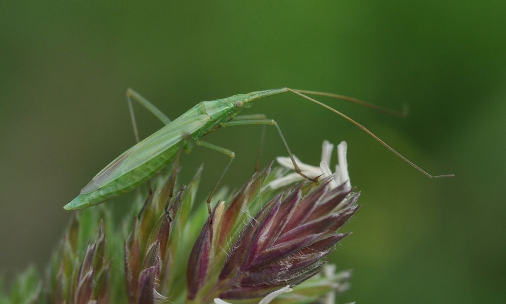 Miridae:    Megaloceroea recticornis, femmina