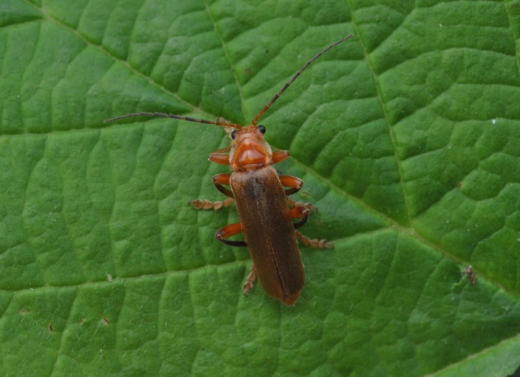 Cantharidae da identificare:  Cantharis cfr. livida