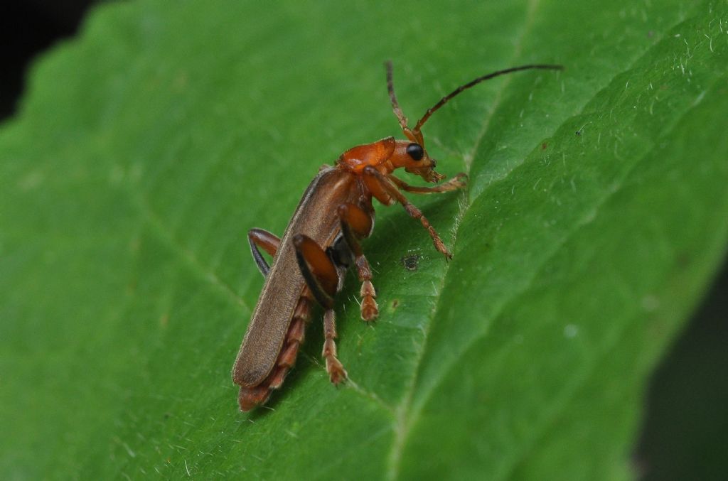 Cantharidae da identificare:  Cantharis cfr. livida