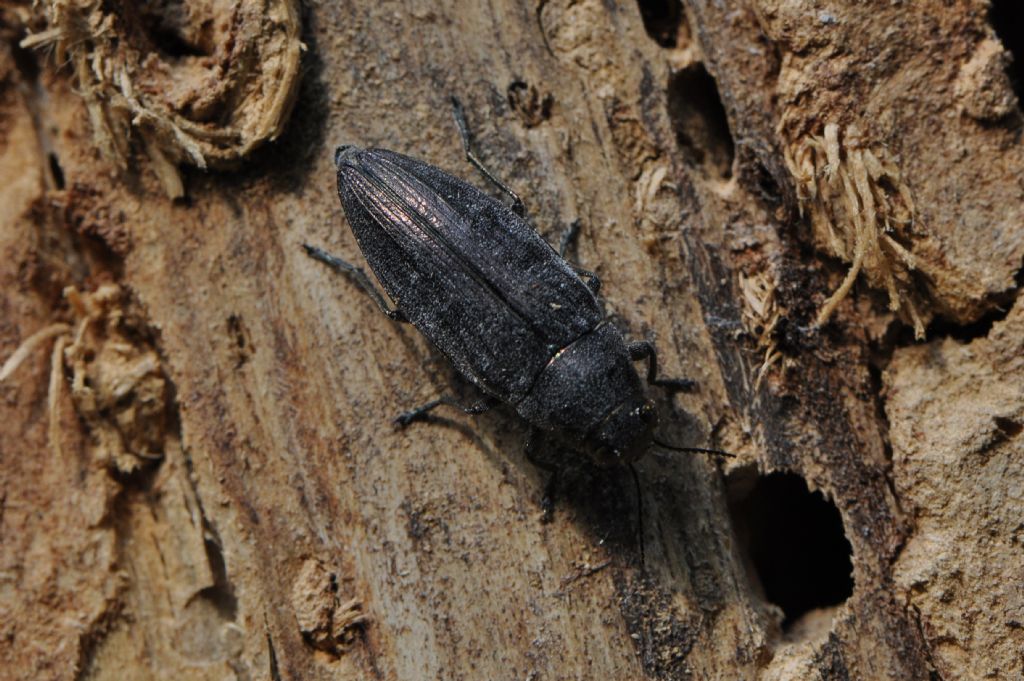 Buprestidae:   cfr.  Buprestis hemmorroidalis, femmina