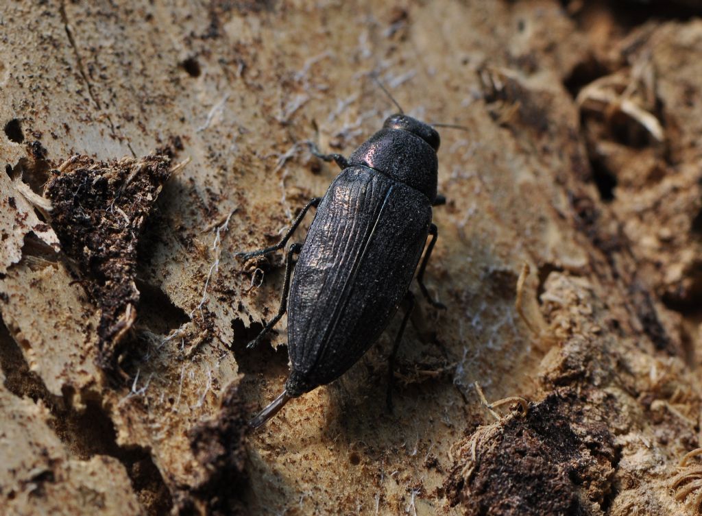 Buprestidae:   cfr.  Buprestis hemmorroidalis, femmina