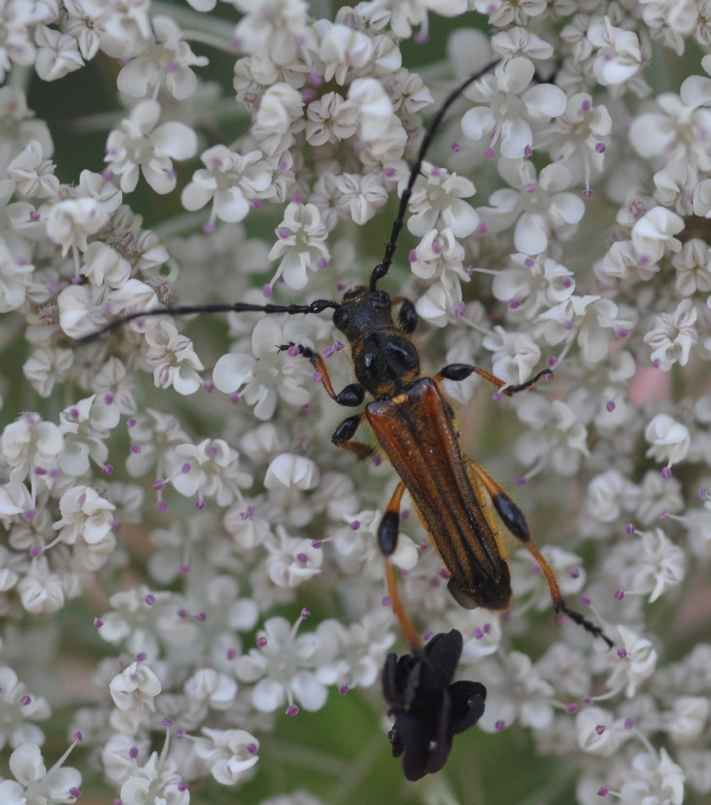 Cerambycidae: Stenopterus ater, maschio