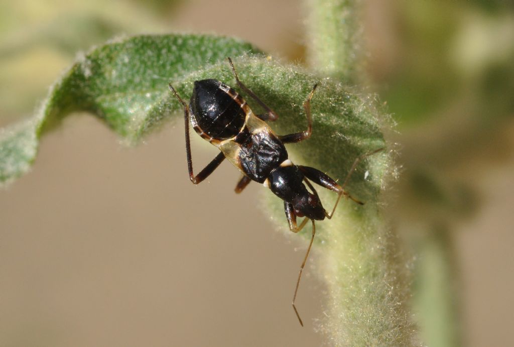 Nabidae: ninfa di Himacerus (Aptus) myrmicoides con preda