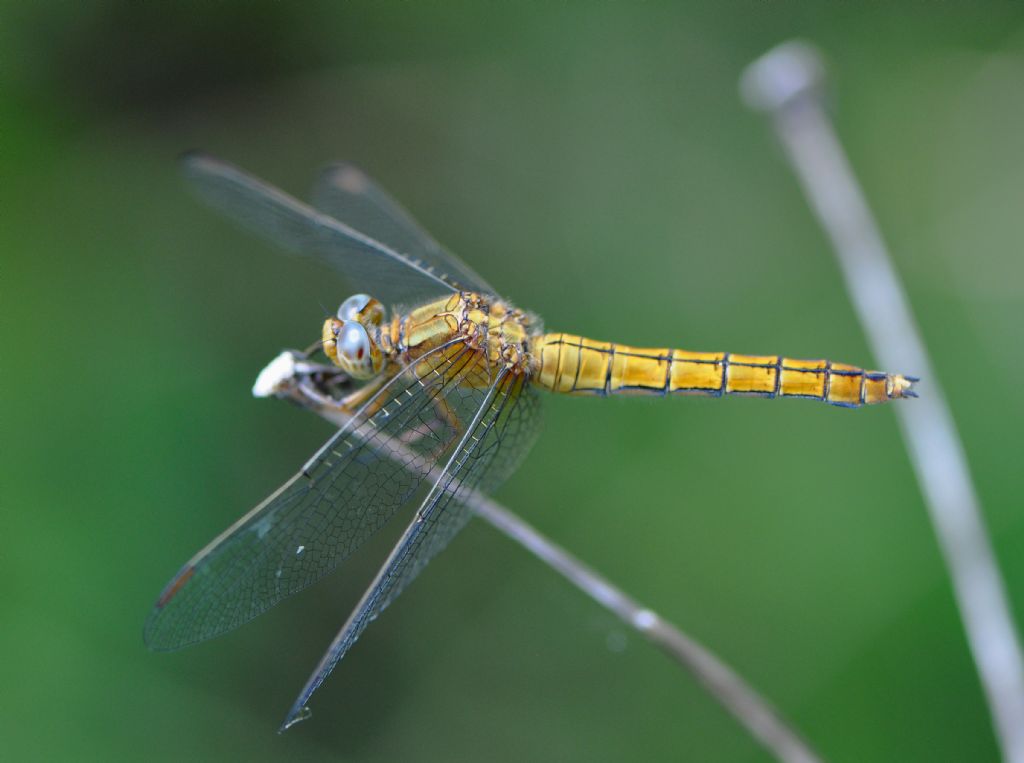 Libellulidae da id:  Orthetrum coerulescens, femmina