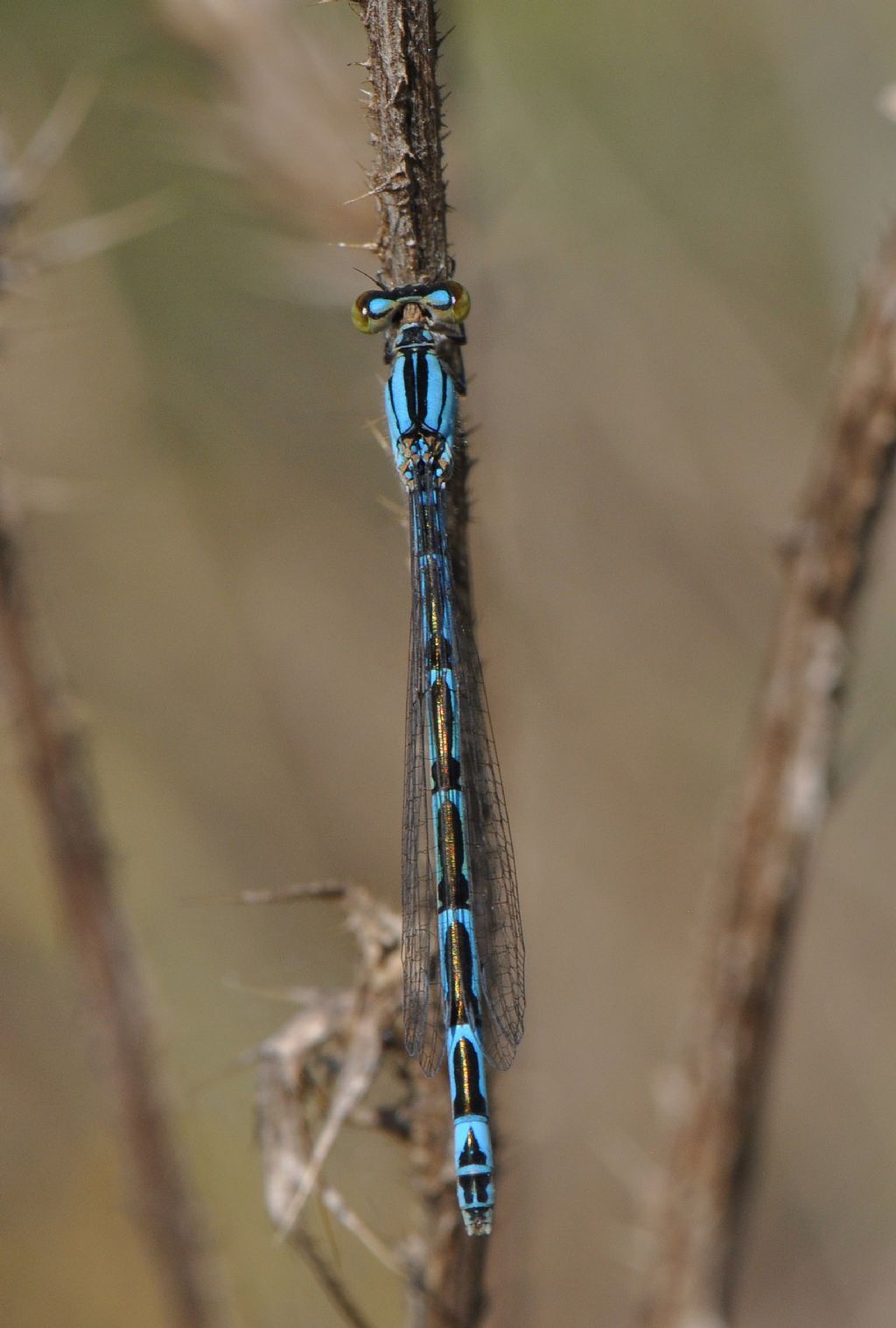 Coenagrionidae da id