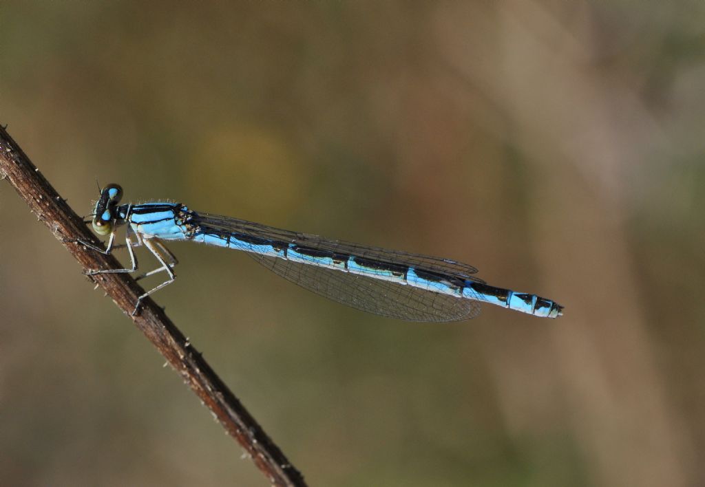 Coenagrionidae da id