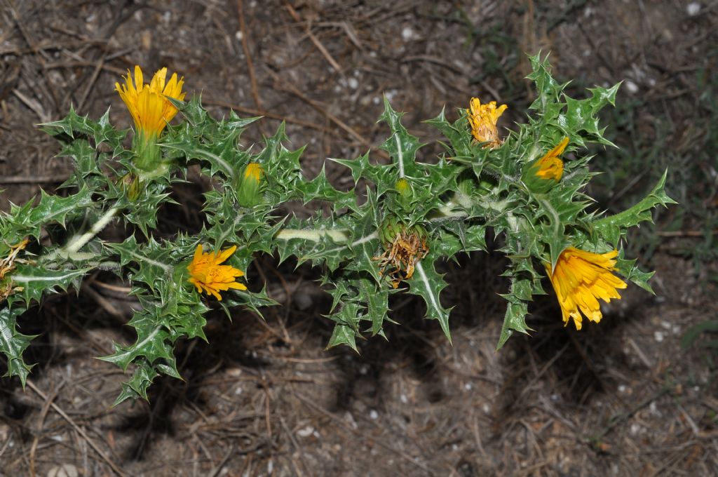 Asterales - Scolymus hispanicus subsp. occidentalis