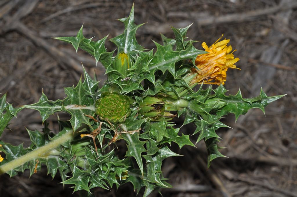 Asterales - Scolymus hispanicus subsp. occidentalis