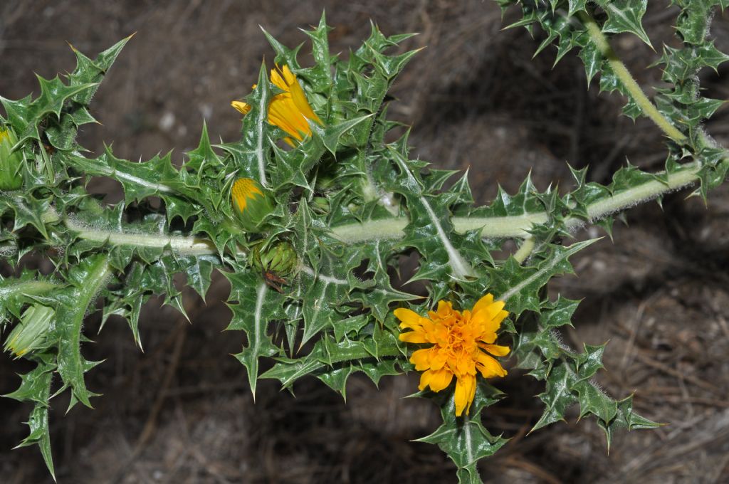 Asterales - Scolymus hispanicus subsp. occidentalis