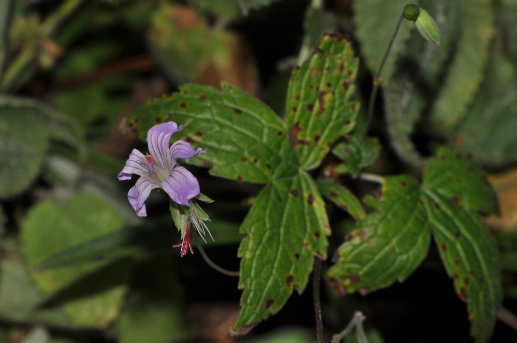 Geranium nodosum