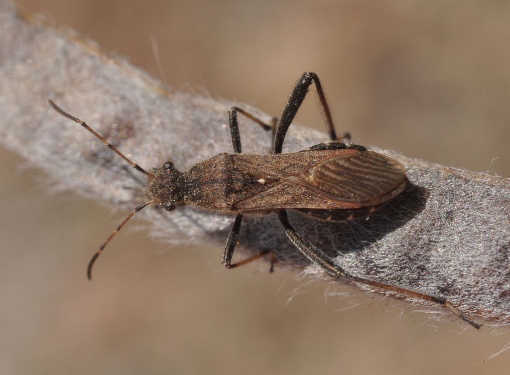 Alydidae: Alydus calcaratus dell''Aretino