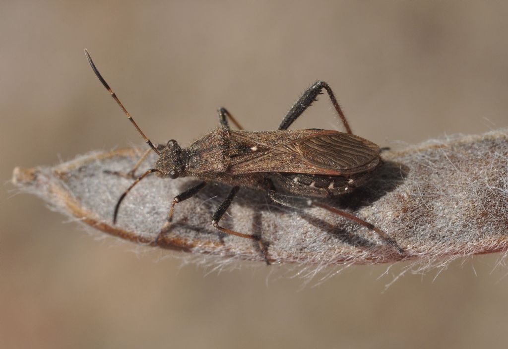 Alydidae: Alydus calcaratus dell''Aretino