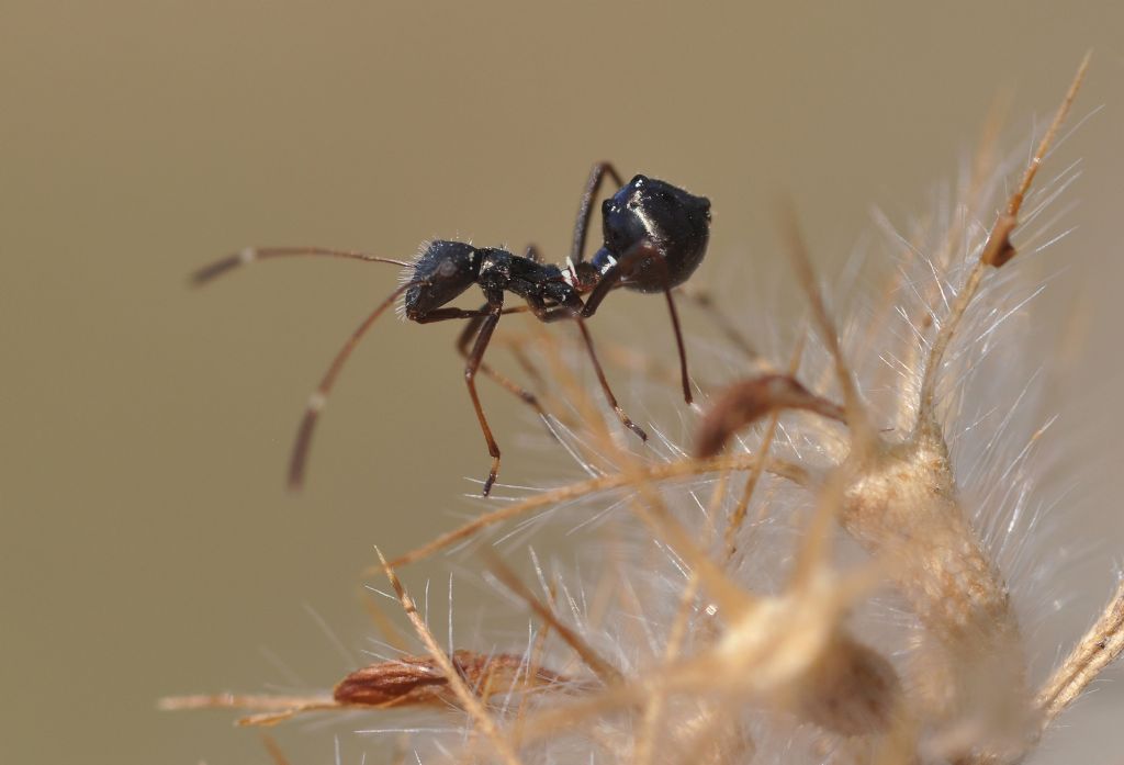 Alydidae: ninfa di Camptopus lateralis