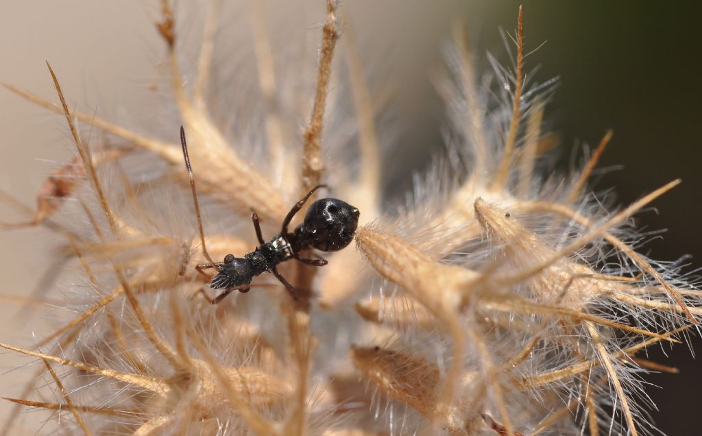 Alydidae: ninfa di Camptopus lateralis