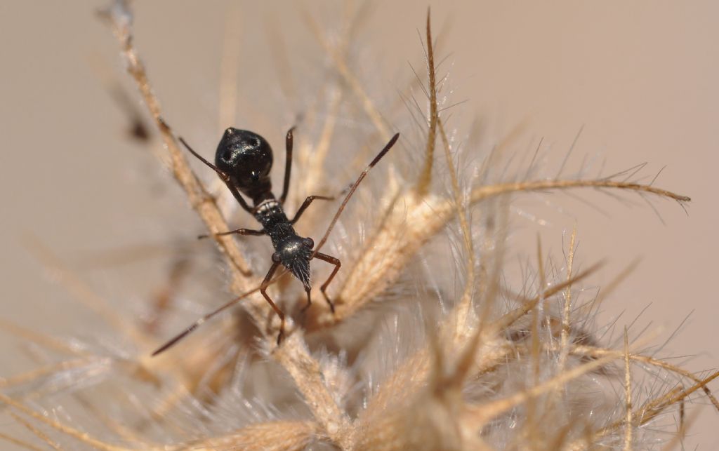 Alydidae: ninfa di Camptopus lateralis