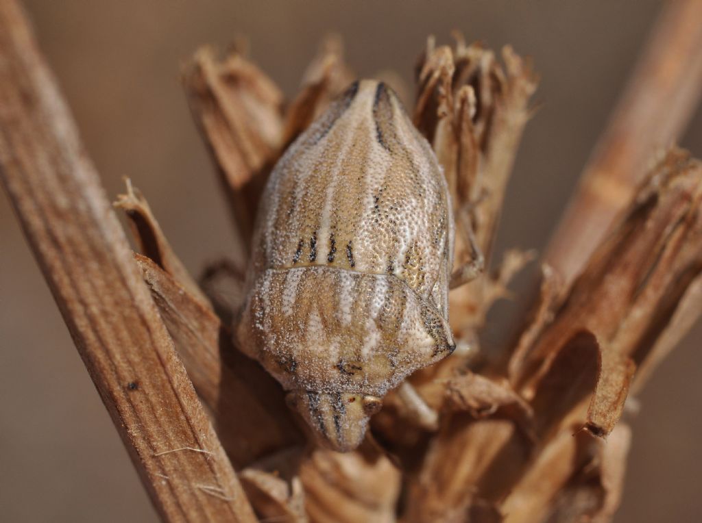 Scutelleridae: Odontotarsus robustus