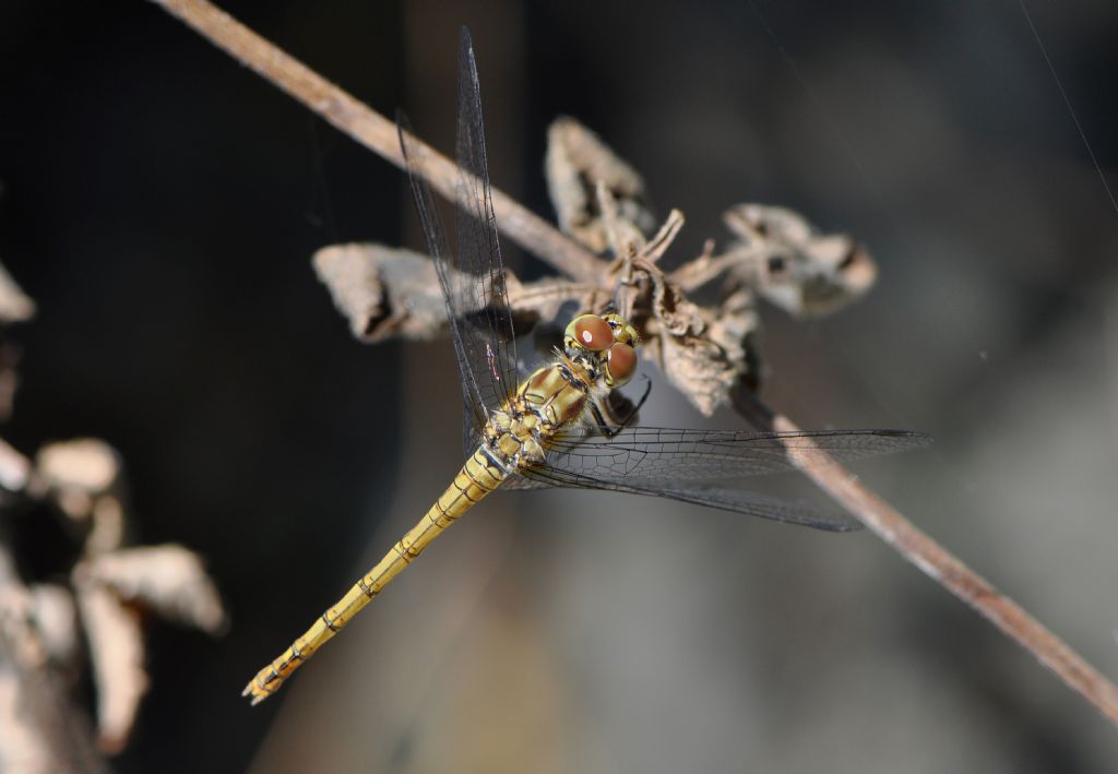 Sympetrum...striolatum, femmina