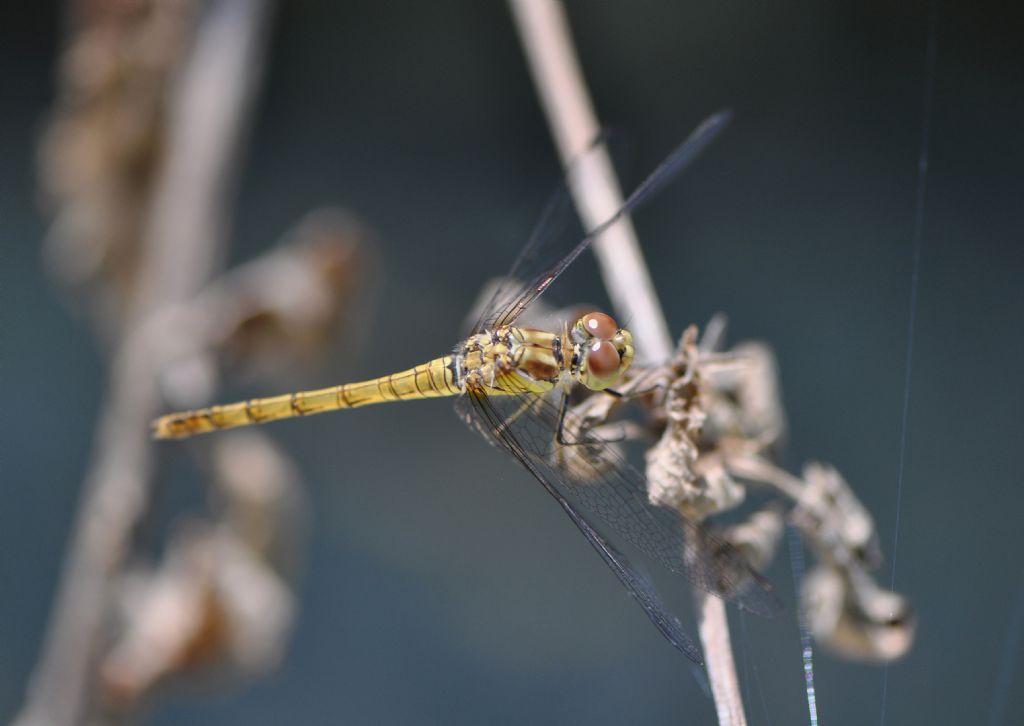 Sympetrum...striolatum, femmina