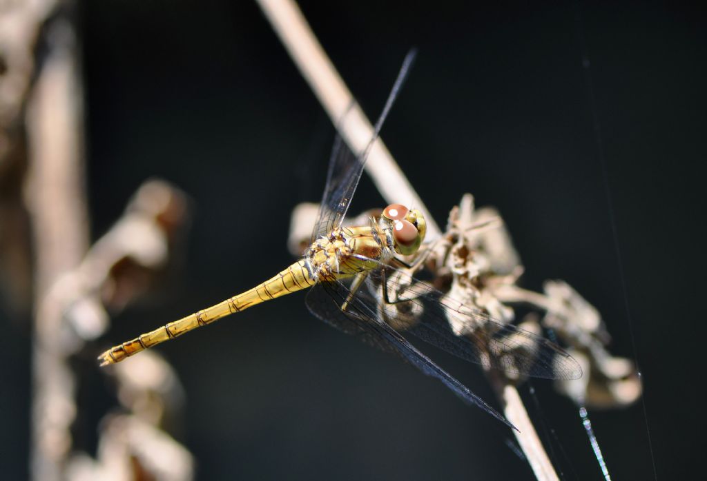 Sympetrum...striolatum, femmina