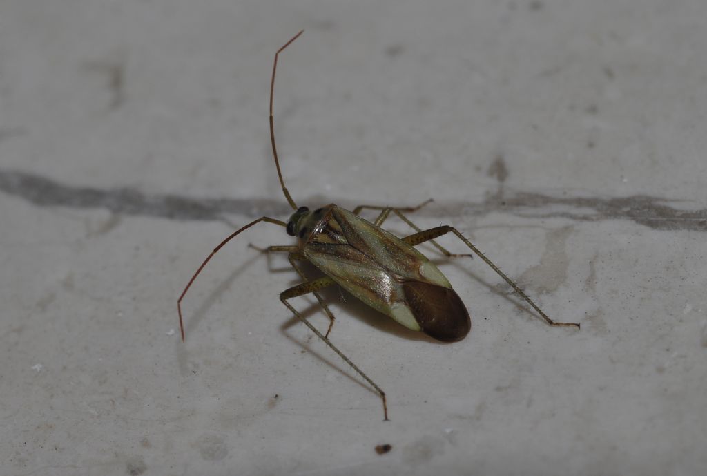 Miridae: Adelphocoris lineolatus