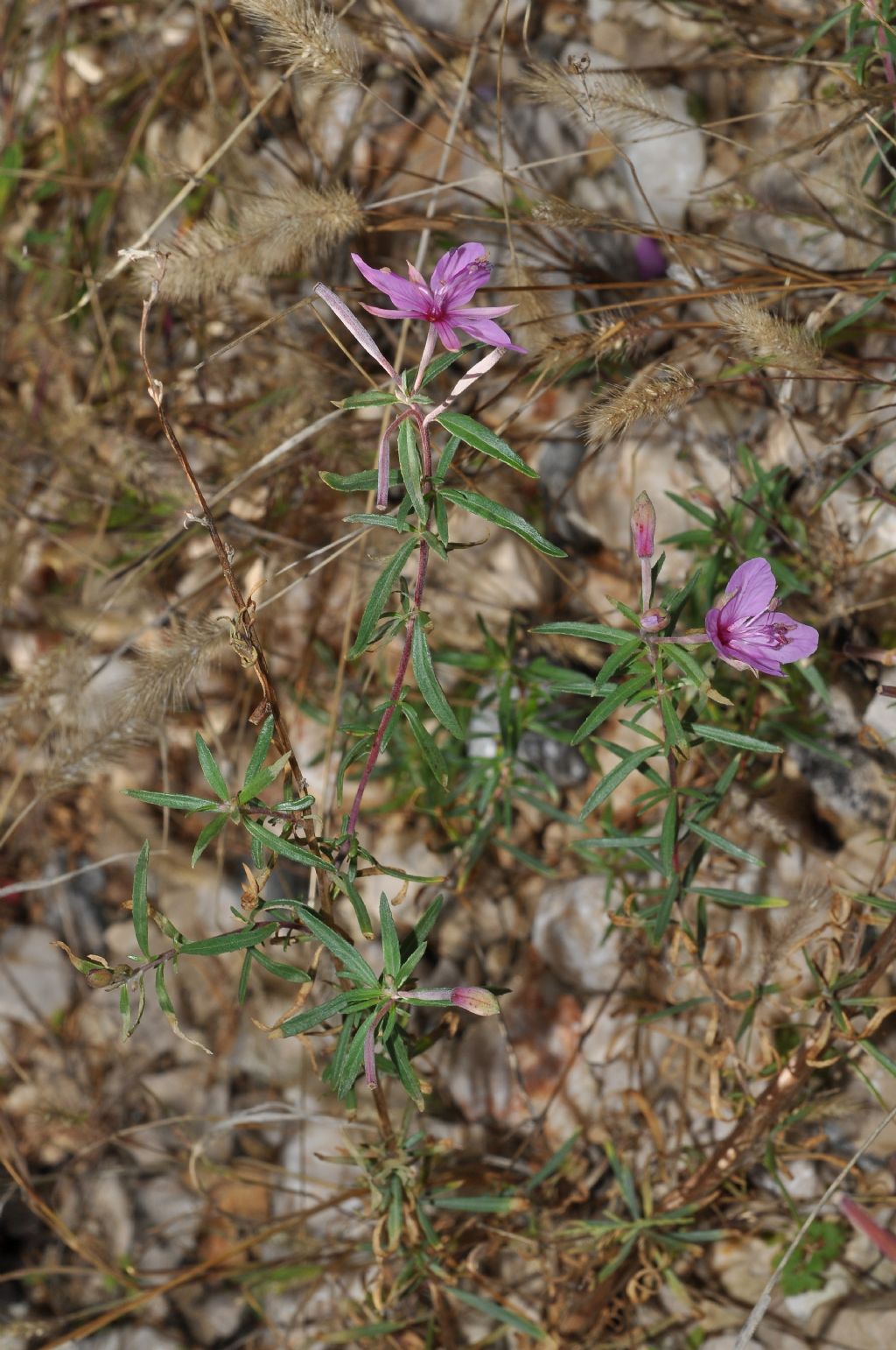 Chamaenerion dodonaei (ex Epilobium dodonaei), Onagraceae