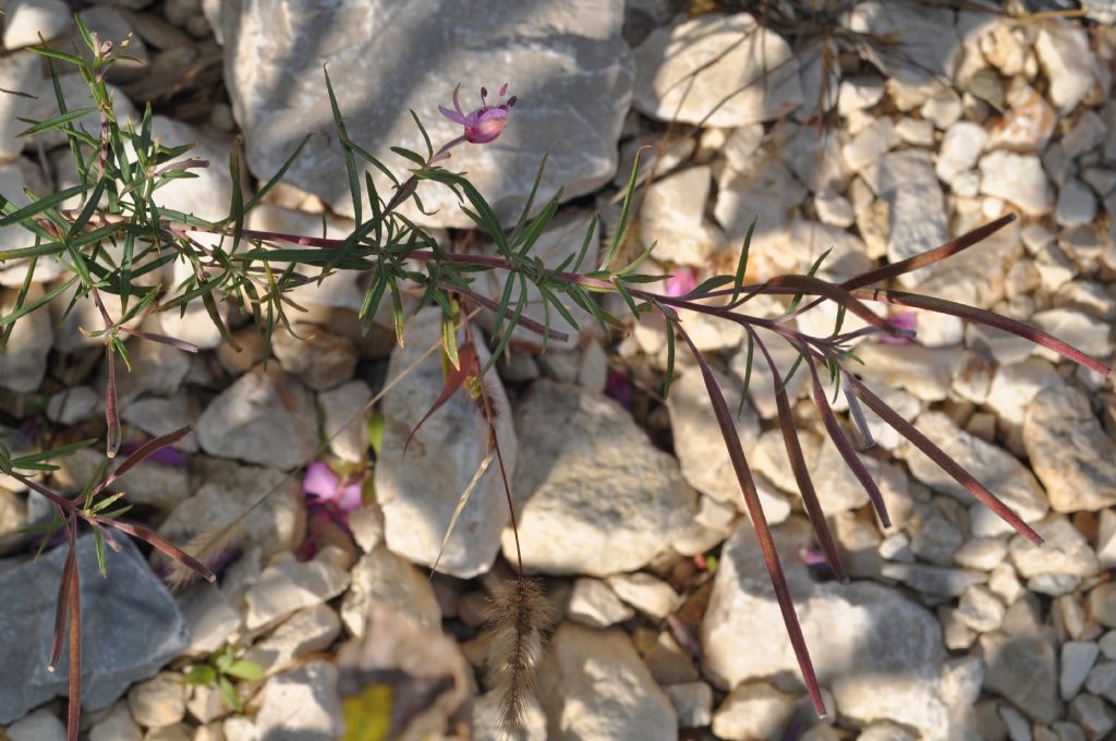 Chamaenerion dodonaei (ex Epilobium dodonaei), Onagraceae