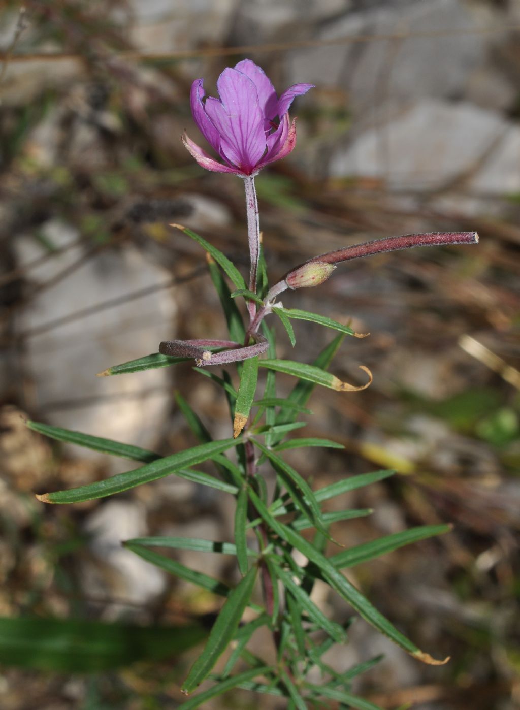 Chamaenerion dodonaei (ex Epilobium dodonaei), Onagraceae