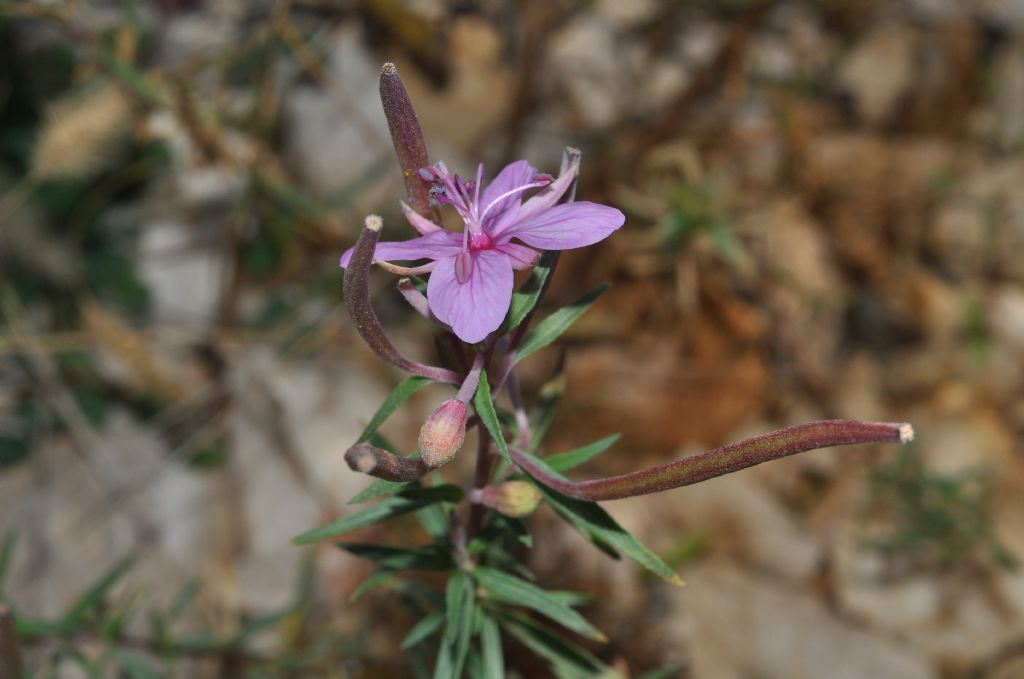 Chamaenerion dodonaei (ex Epilobium dodonaei), Onagraceae