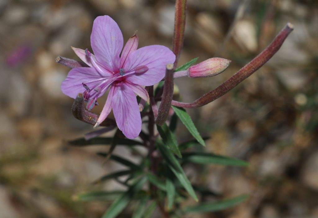 Chamaenerion dodonaei (ex Epilobium dodonaei), Onagraceae