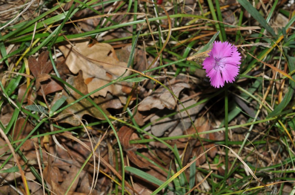 Dianthus seguierii