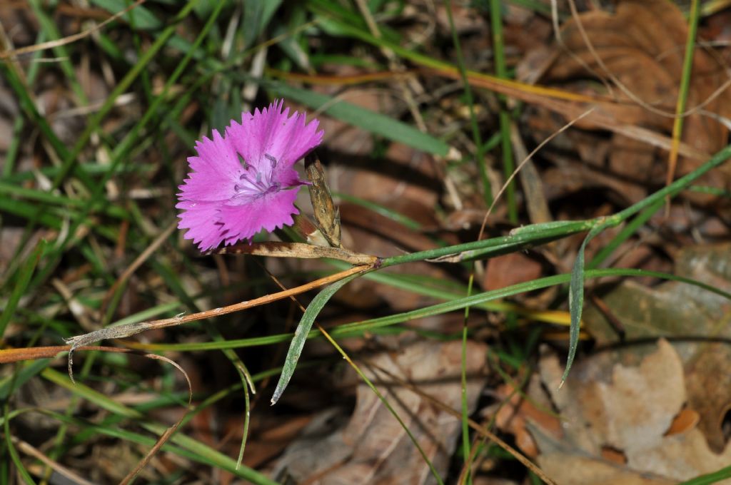 Dianthus seguierii