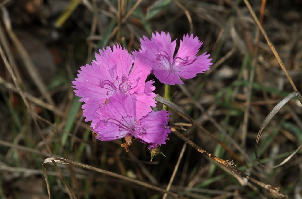 Dianthus seguierii