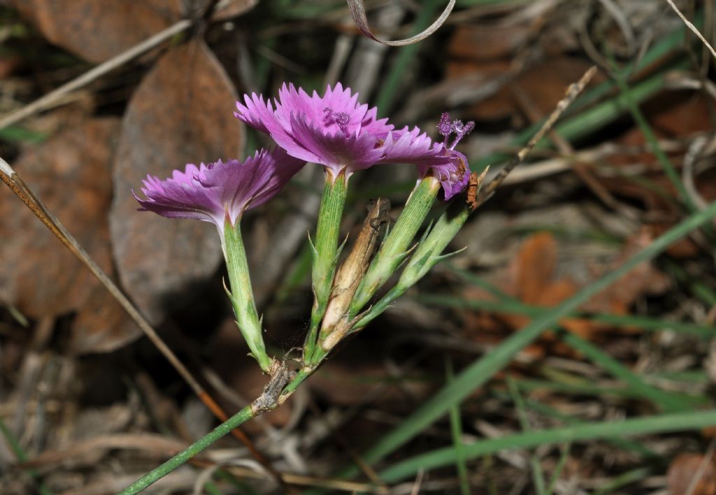 Dianthus seguierii