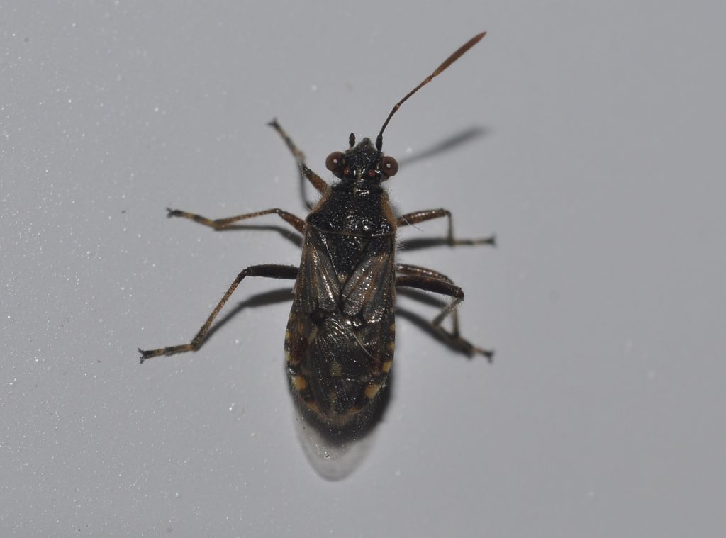 Rhopalidae: Liorhyssus hyalinus