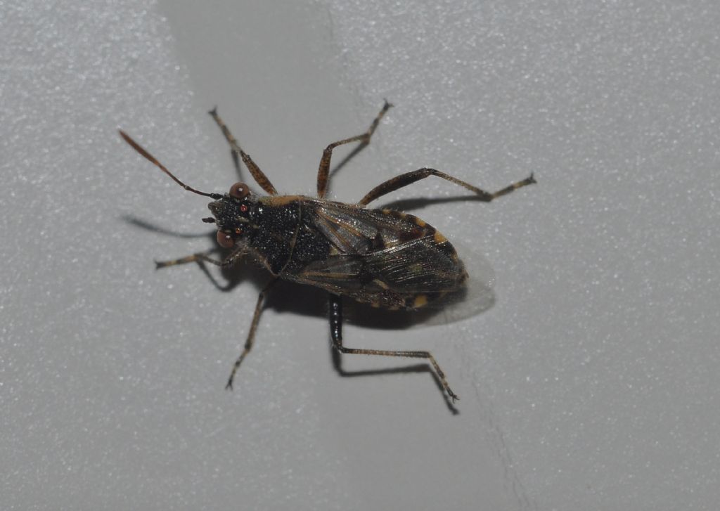 Rhopalidae: Liorhyssus hyalinus