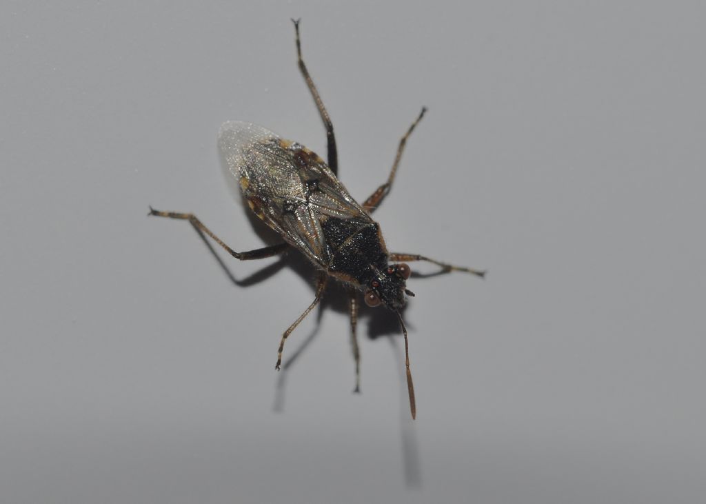 Rhopalidae: Liorhyssus hyalinus