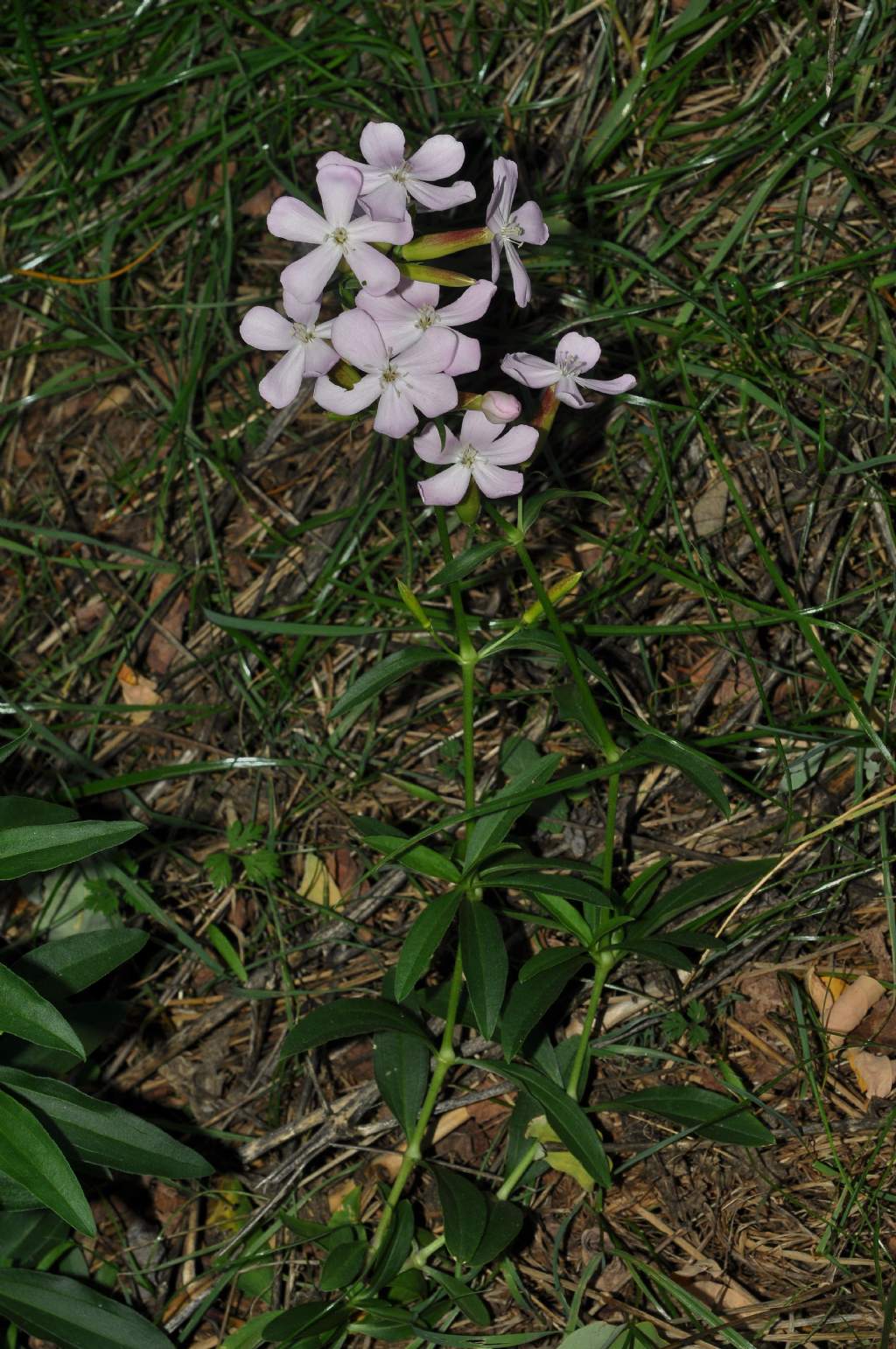 Silene da id... - no, Saponaria officinalis