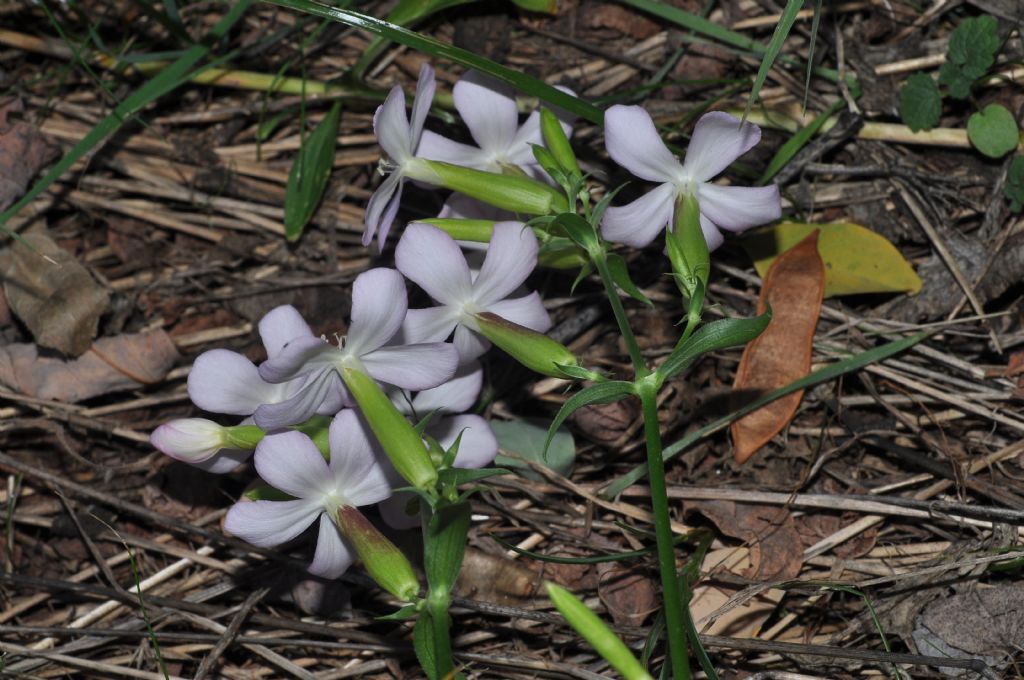 Silene da id... - no, Saponaria officinalis