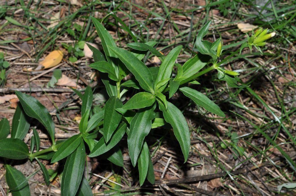 Silene da id... - no, Saponaria officinalis