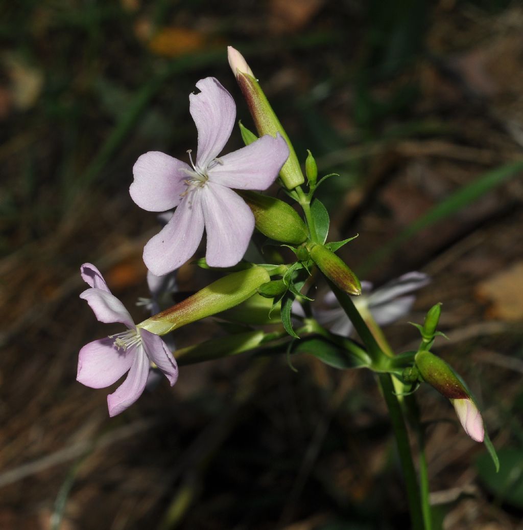 Silene da id... - no, Saponaria officinalis