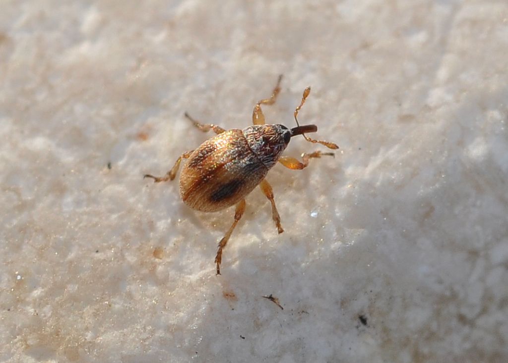 Apionidae?  No, Nanophyidae: Hypophyes pallidulus