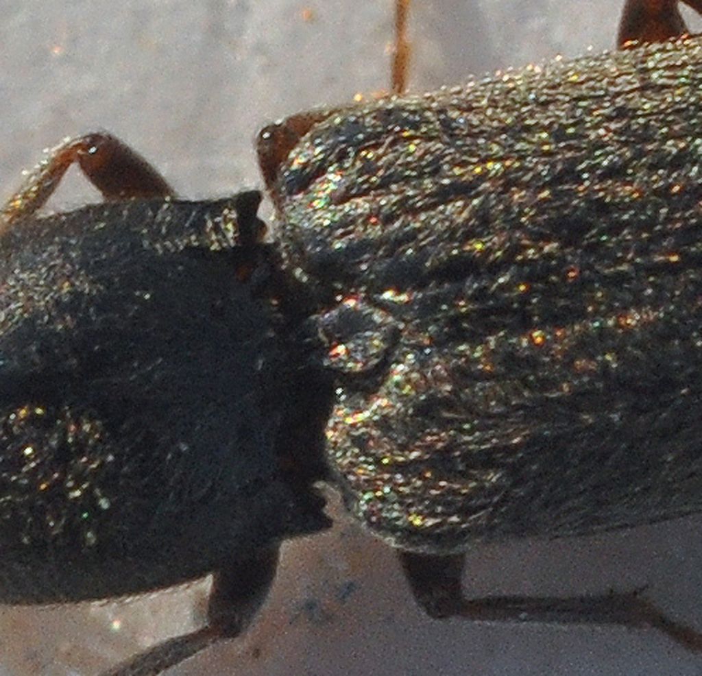 Elateridae: Dicronychus equiseti