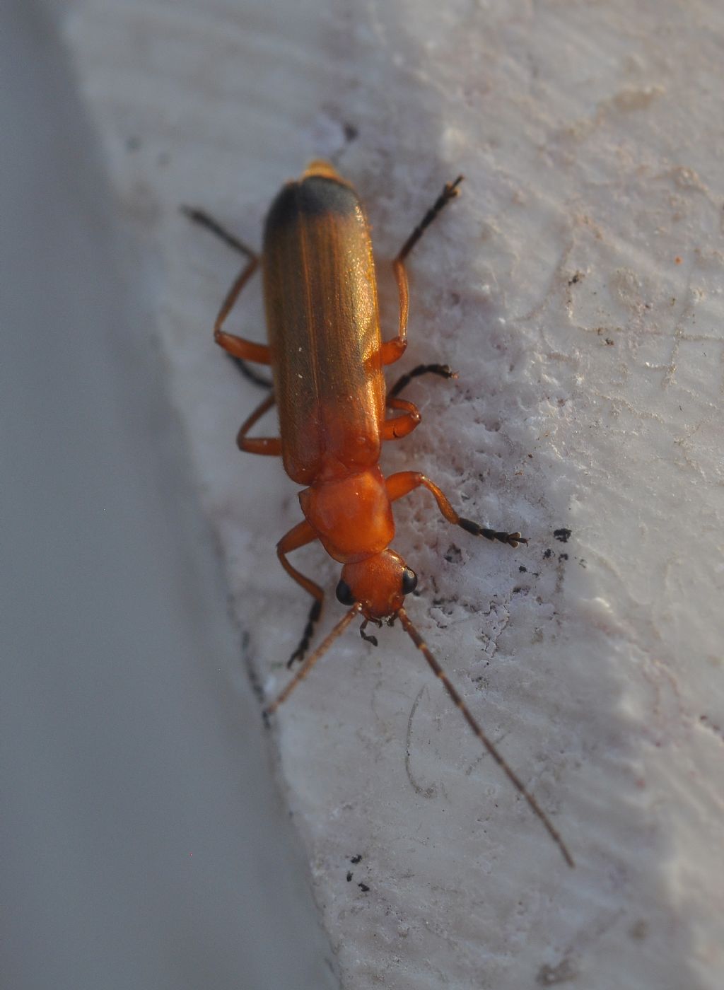 Cantharidae: Rhagonycha fulva