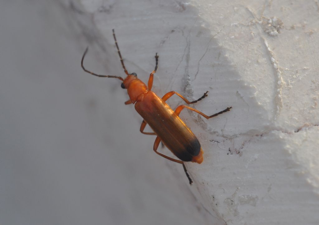 Cantharidae: Rhagonycha fulva