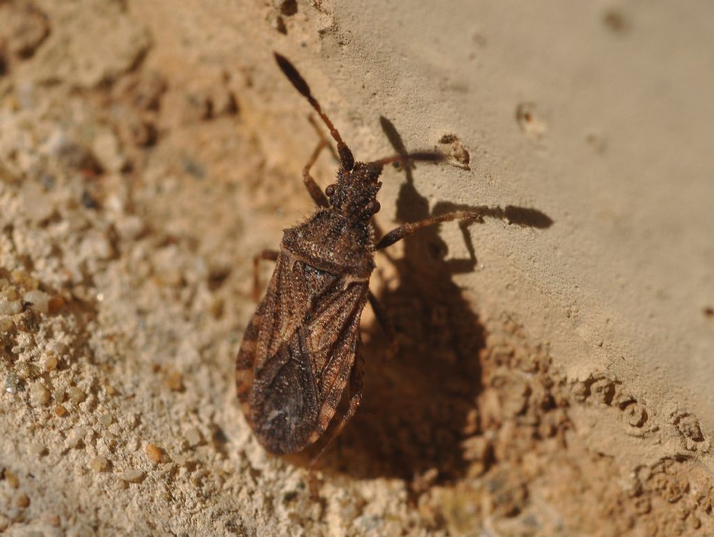 Coreidae: Strobilotoma typhaecornis