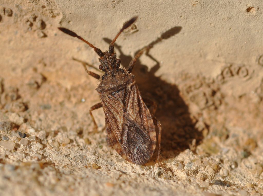 Coreidae: Strobilotoma typhaecornis