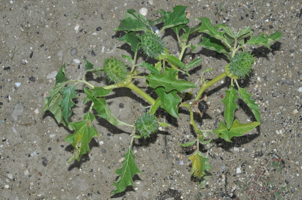Datura stramonium  (Solanaceae)