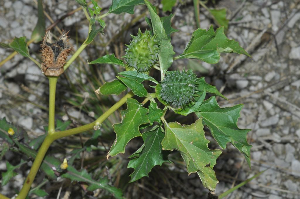 Datura stramonium  (Solanaceae)